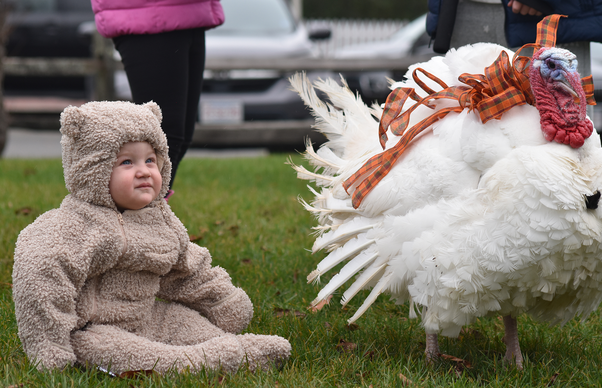 Turkey Plunge Nantucket Atheneum Weezie Library for Children Turkey Plunge Nantucket Atheneum Weezie Library for Children